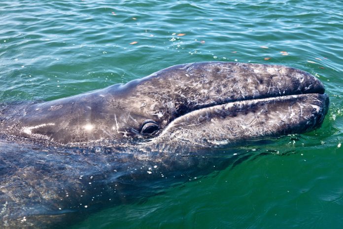 Close up of the head of a Gray/Grey Whale, Eschrichtius robustus