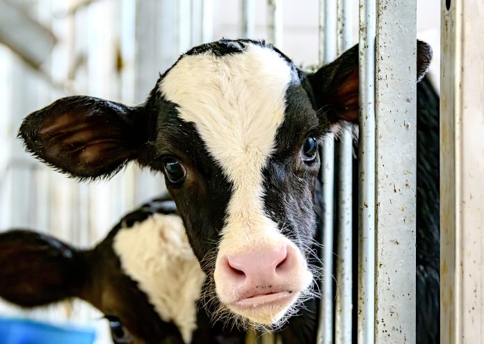 A Cow In A Barn Looking At Camera