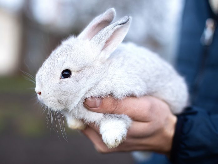 Little beautiful gray rabbit in the hands.