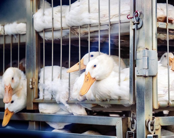 duck transport in cage on pickup in vietnam