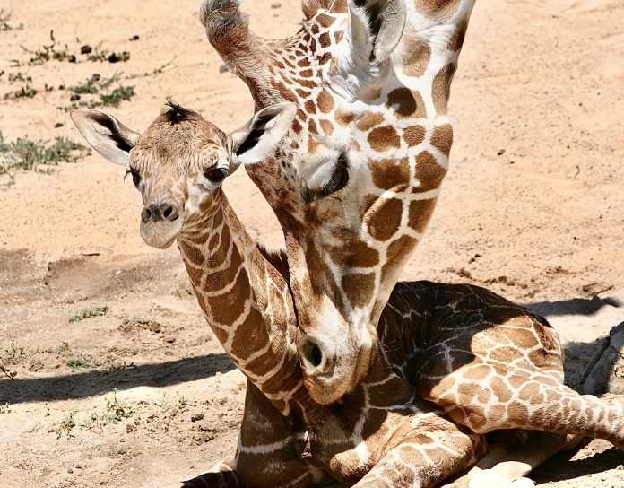 Baby and Mother Giraffe