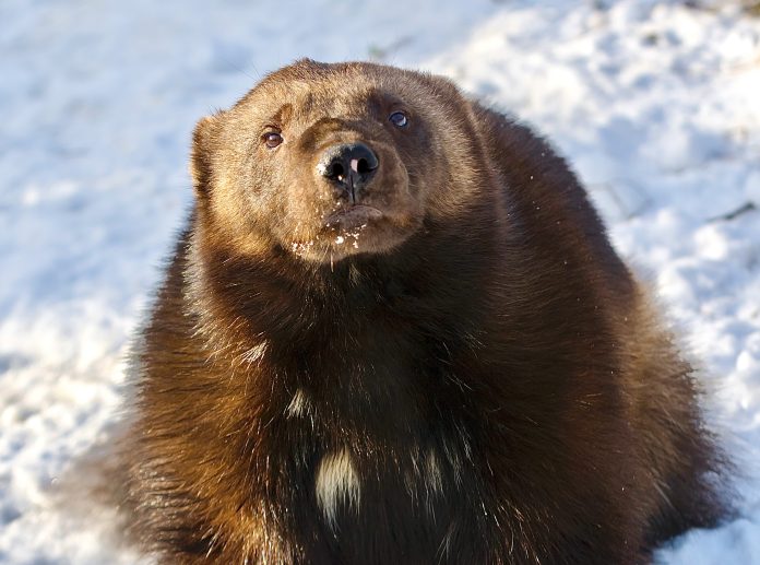 European wolverine in a snow covered area