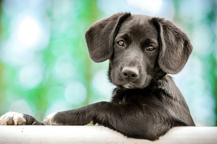 cute puppy as a model