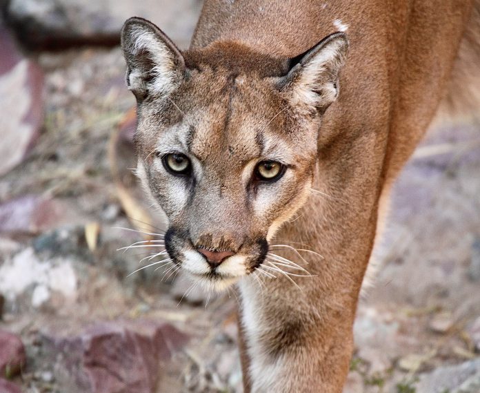 Puma Approaching