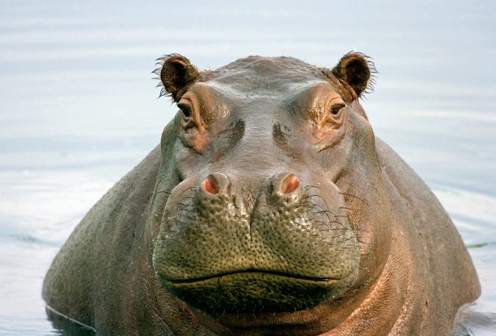 Fat Hippo