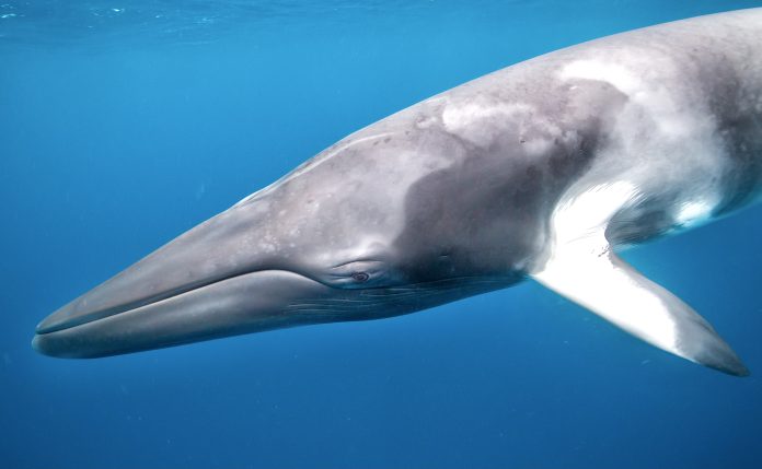 Giant dwarf minke whale in the ocean