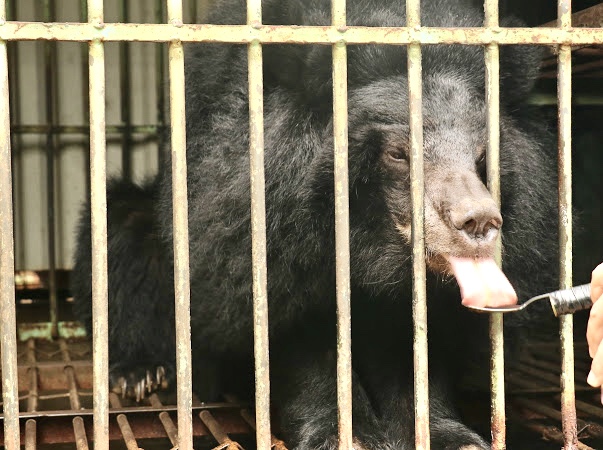 cotton blossom the bear