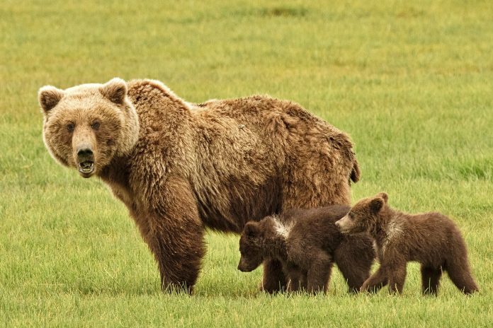Grizzly Bear Sow With Cubs Showing Teeth