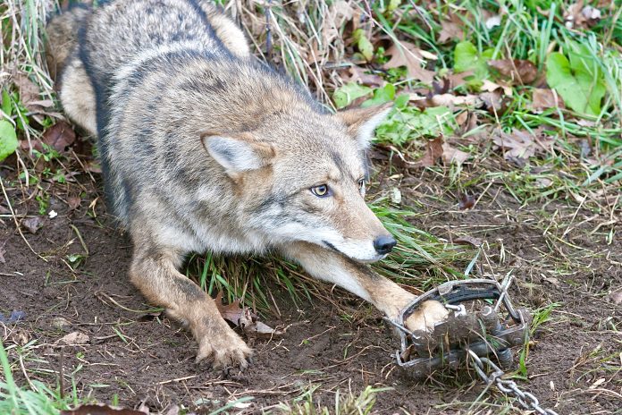 Coyote in trap