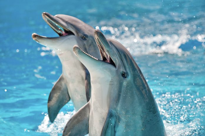 Two Dolphins in a blue water