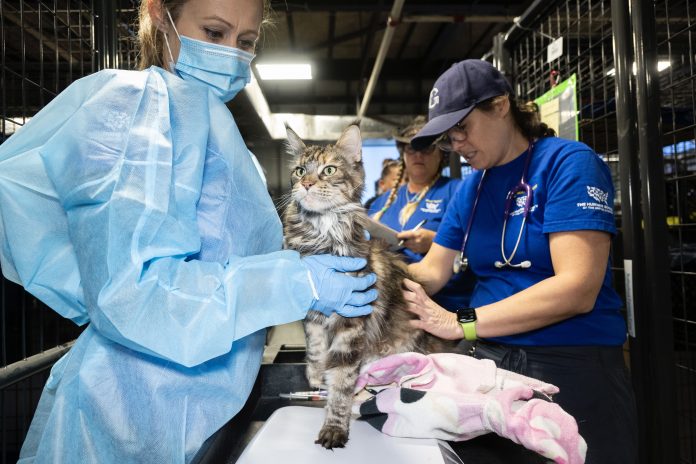VA Cat Breeder Rescue at Care Center