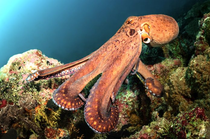 Big orange octopus monster in the blue water and coral reef