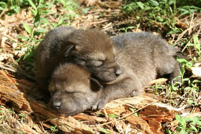 Red-Wolf-Pups-2-Nordsven-Ryan-USFWS.jpg